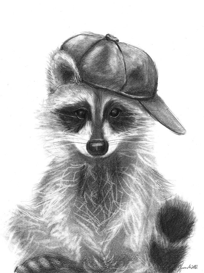 674x900 racoon drawing - Racoon Drawing