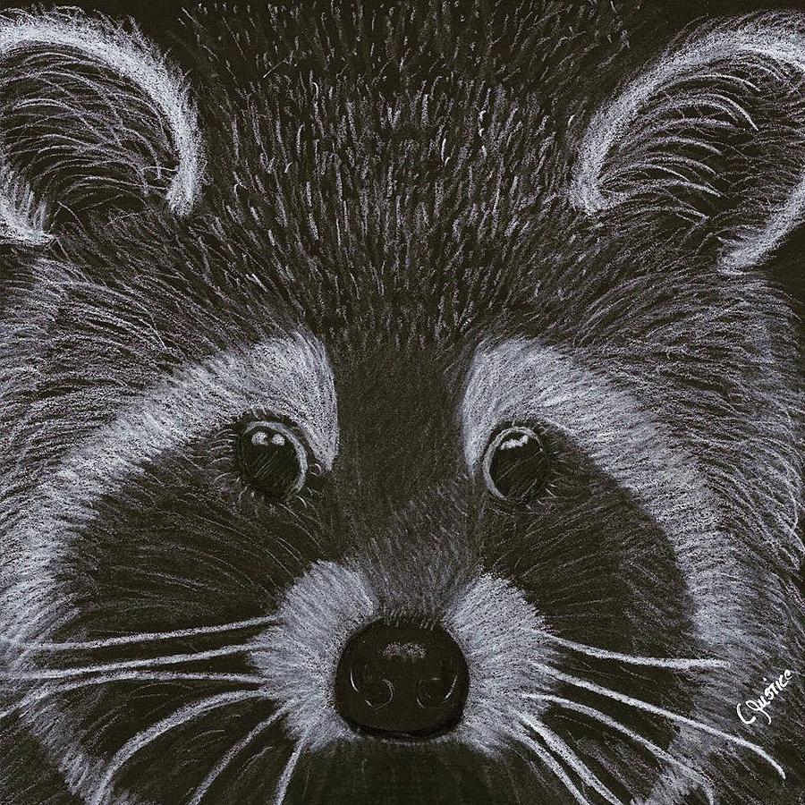 900x900 racoon drawing - Racoon Drawing