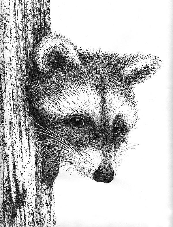 600x786 racoon drawing - Racoon Drawing