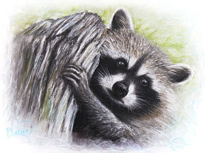 300x224 racoon drawings fine art america - Racoon Drawing