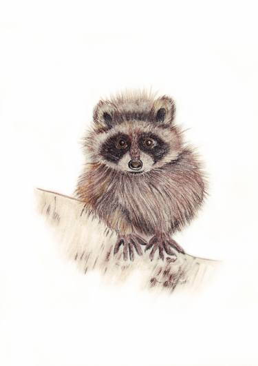 375x531 racoon drawings for sale saatchi art - Racoon Drawing