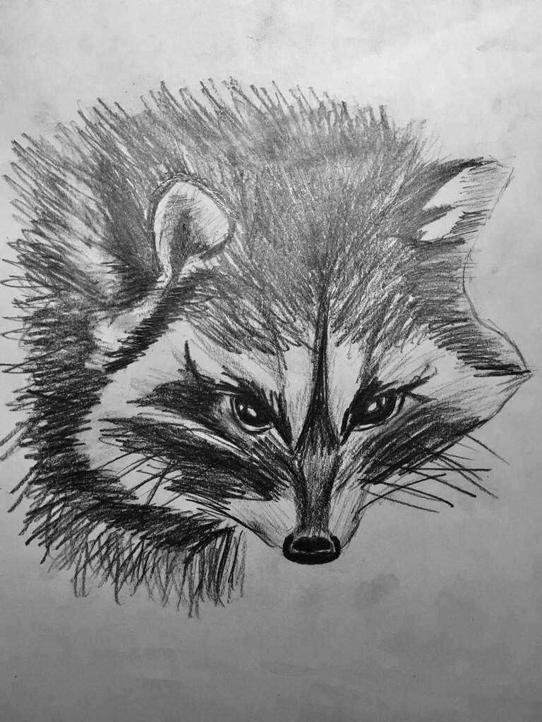 768x1024 racoon art amino - Racoon Drawing