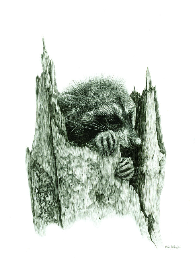 680x900 racoon in tree stump drawing - Racoon Drawing