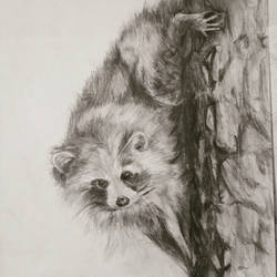 250x250 racoon drawing - Racoon Drawing