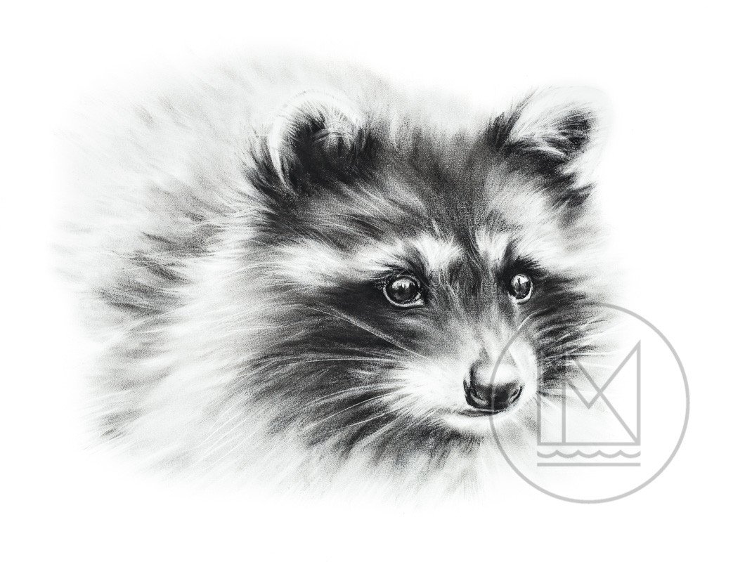 1070x800 racoon mississippinorth - Racoon Drawing