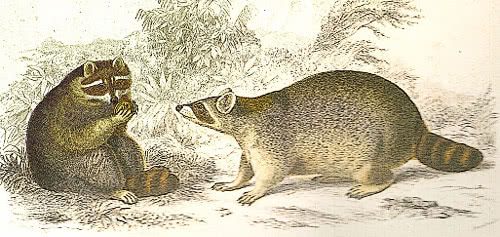 500x237 raccoon drawing - Racoon Drawing