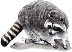236x170 best racoons images racoon, raccoons, drawings - Racoon Drawing