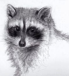 236x259 best raccoons drawings and paintings of raccoons images - Racoon Drawing