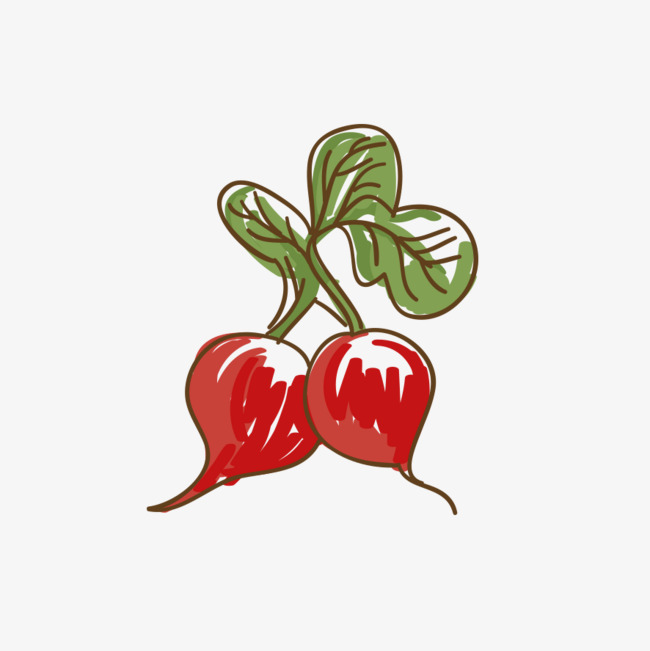 650x651 drawing radish, watercolor, radish, vegetables png image - Radish Drawing