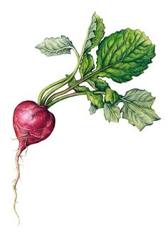 236x326 radish drawing for free download - Radish Drawing