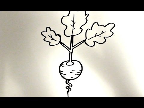 480x360 how to draw a cartoon radish - Radish Drawing