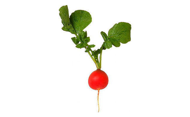 650x400 how to draw a radish with a pencil step - Radish Drawing