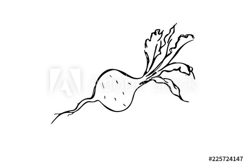 500x334 ink drawing of a radish, vector illustration - Radish Drawing