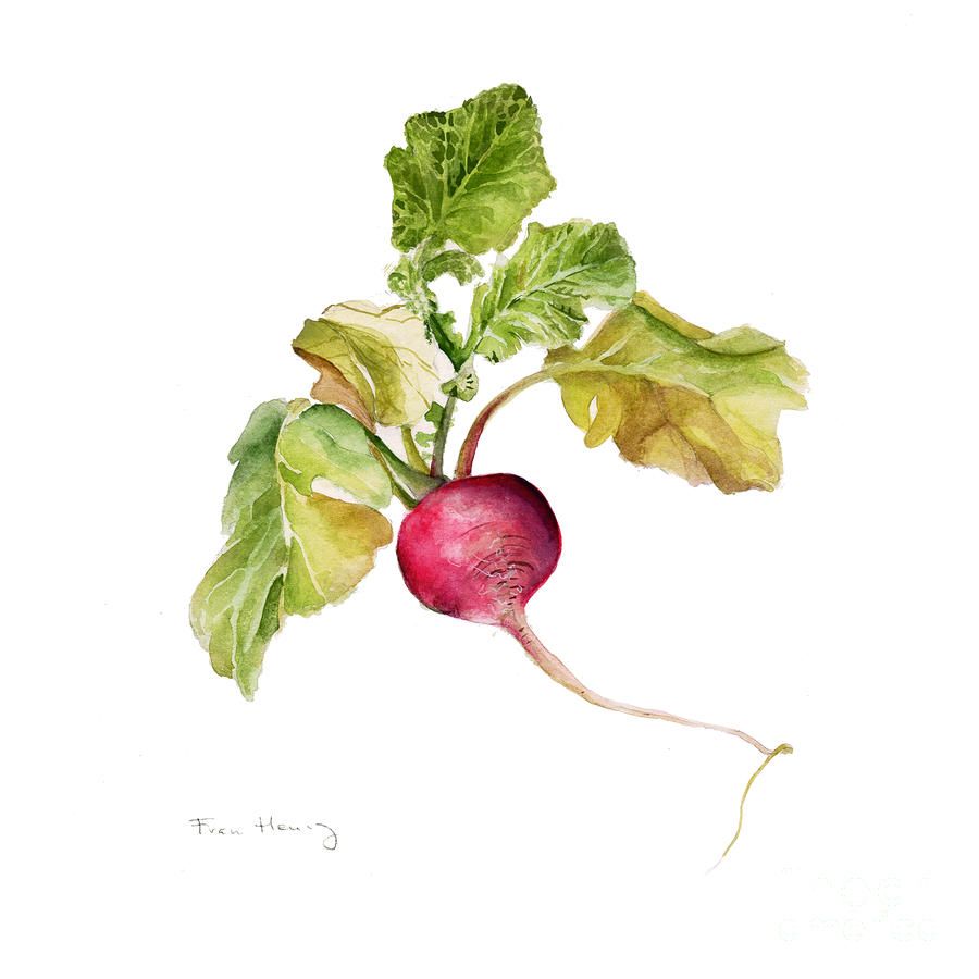 900x900 radish canvas print canvas art - Radish Drawing