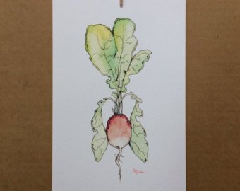340x270 radish drawing etsy - Radish Drawing