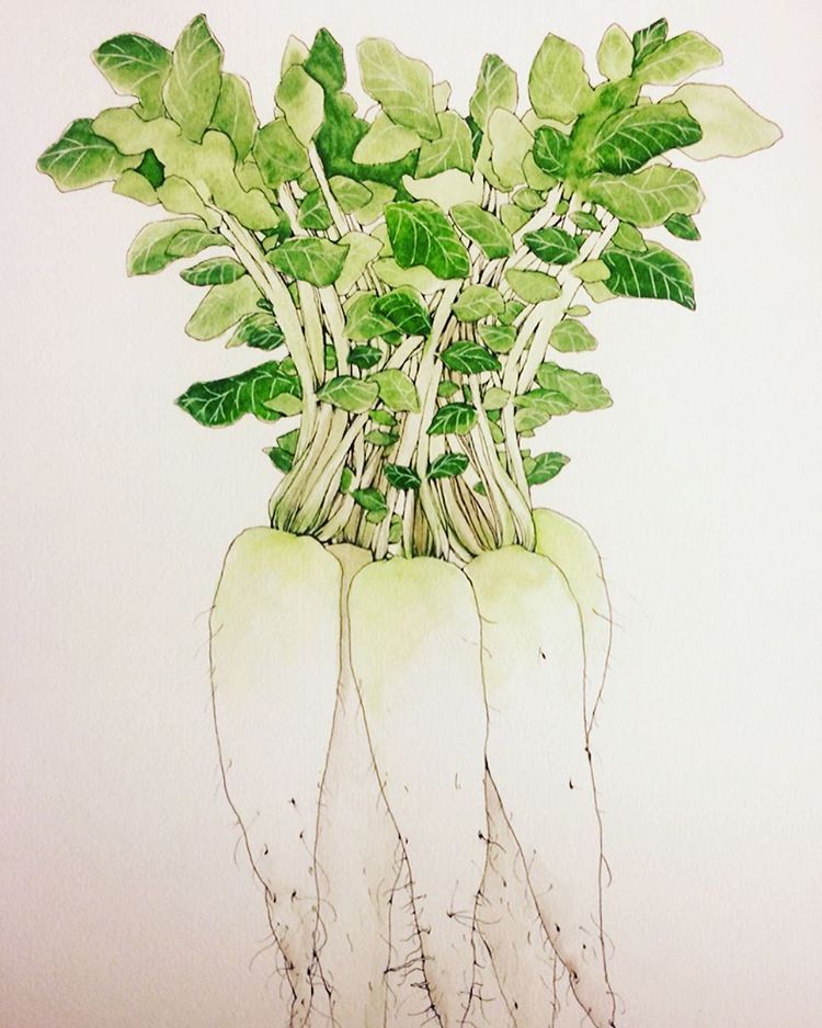 750x937 radishes are like legs at least that's what the japanese call - Radish Drawing