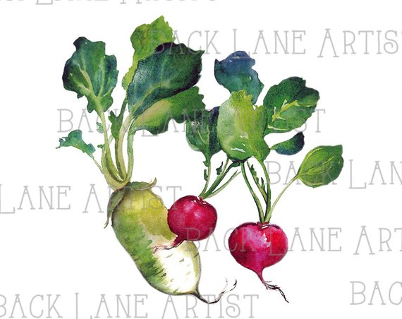570x452 vegetables beet beetroot radish watercolor drawing clipart etsy - Radish Drawing