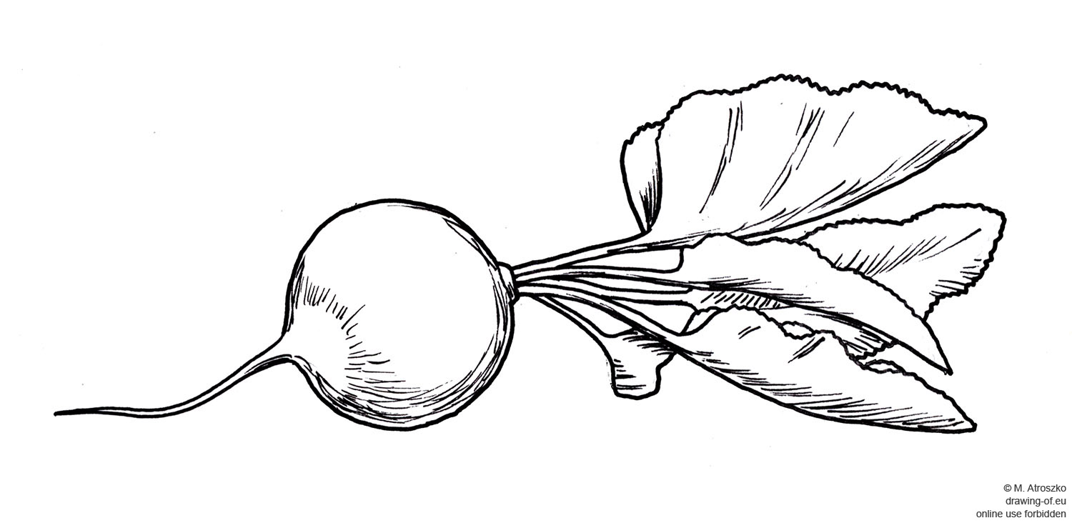 1500x732 drawing of radish drawing of eu - Radish Drawing