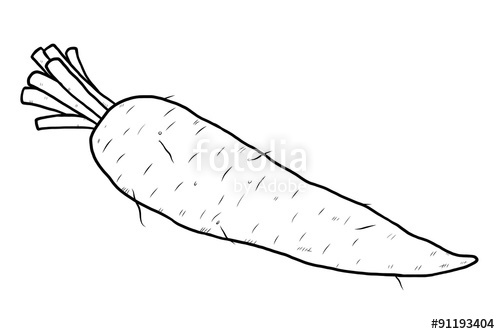 500x334 radish or carrot root stock image and royalty free vector - Radish Drawing