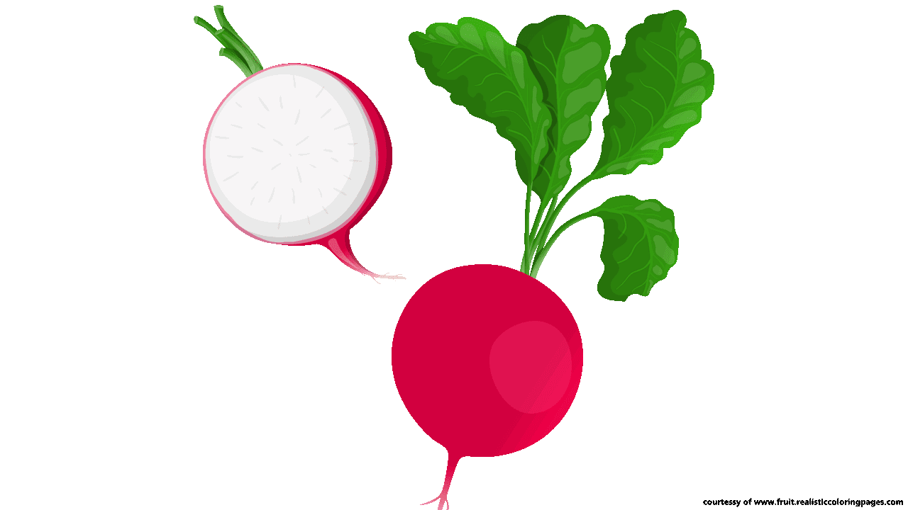 1280x720 collection of free radish drawing white download on ui ex - Radish Drawing