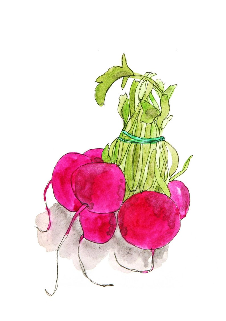 794x1127 digital print of a drawing radishes etsy - Radish Drawing