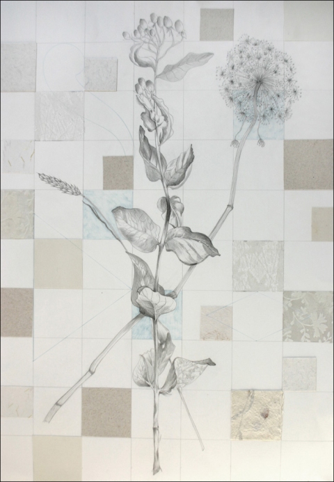 480x693 pat cresson + archive + drawing gt botanical drawings - Rag Drawing