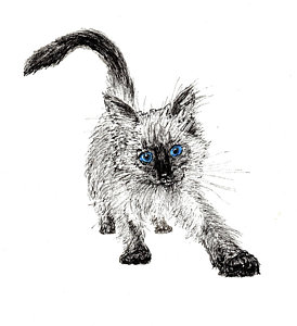 274x300 ragdoll cat drawings pixels - Ragdoll Cat Drawing