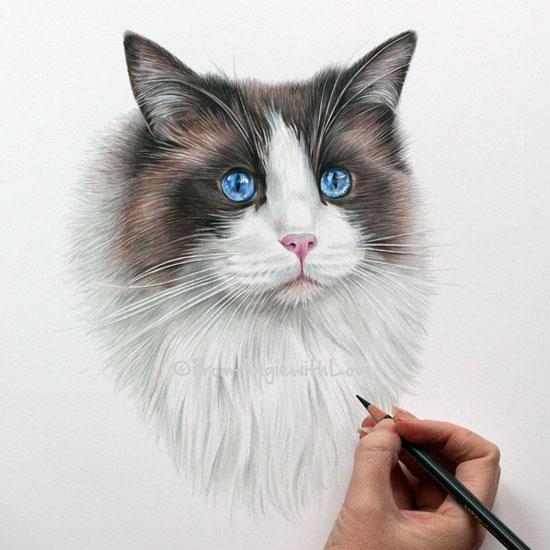 Ragdoll Cat Drawing at Explore collection of
