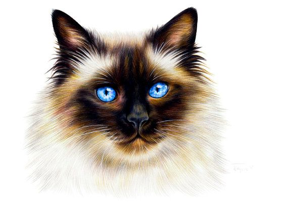 570x411 ragdoll cat colored pencil drawing original x - Ragdoll Cat Drawing