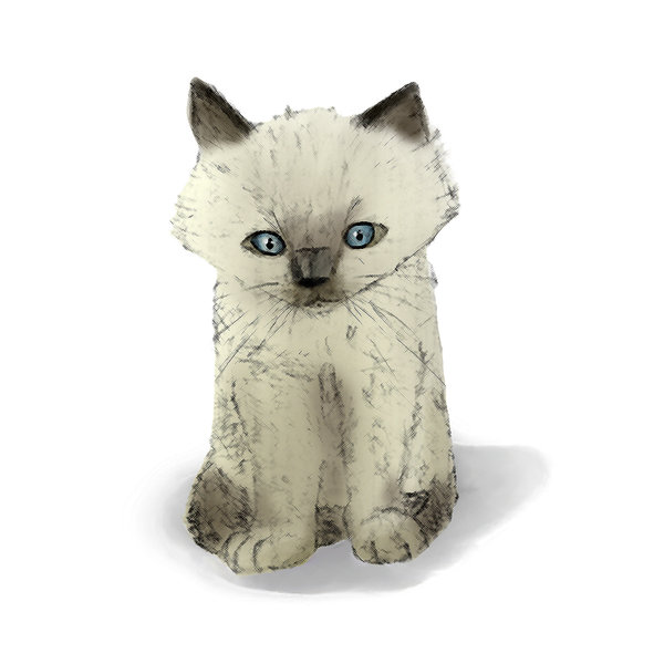 Ragdoll Cat Drawing at Explore collection of