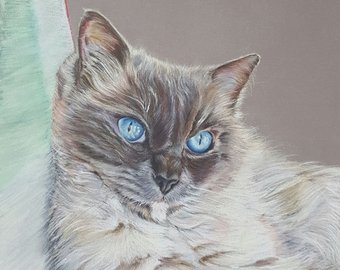 340x270 ragdoll cat drawing etsy - Ragdoll Cat Drawing