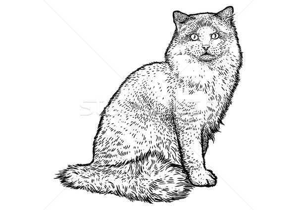 600x424 ragdoll cat illustration, drawing, engraving, line art, vector - Ragdoll Cat Drawing