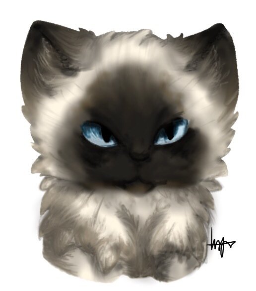 Ragdoll Cat Drawing at Explore collection of