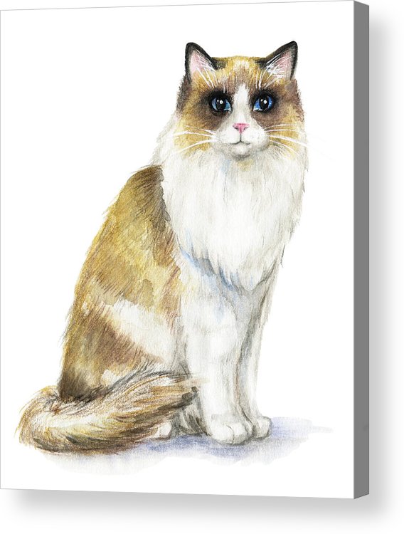 568x750 sitting ragdoll cat acrylic print - Ragdoll Cat Drawing
