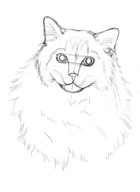 Ragdoll Cat Drawing at Explore collection of