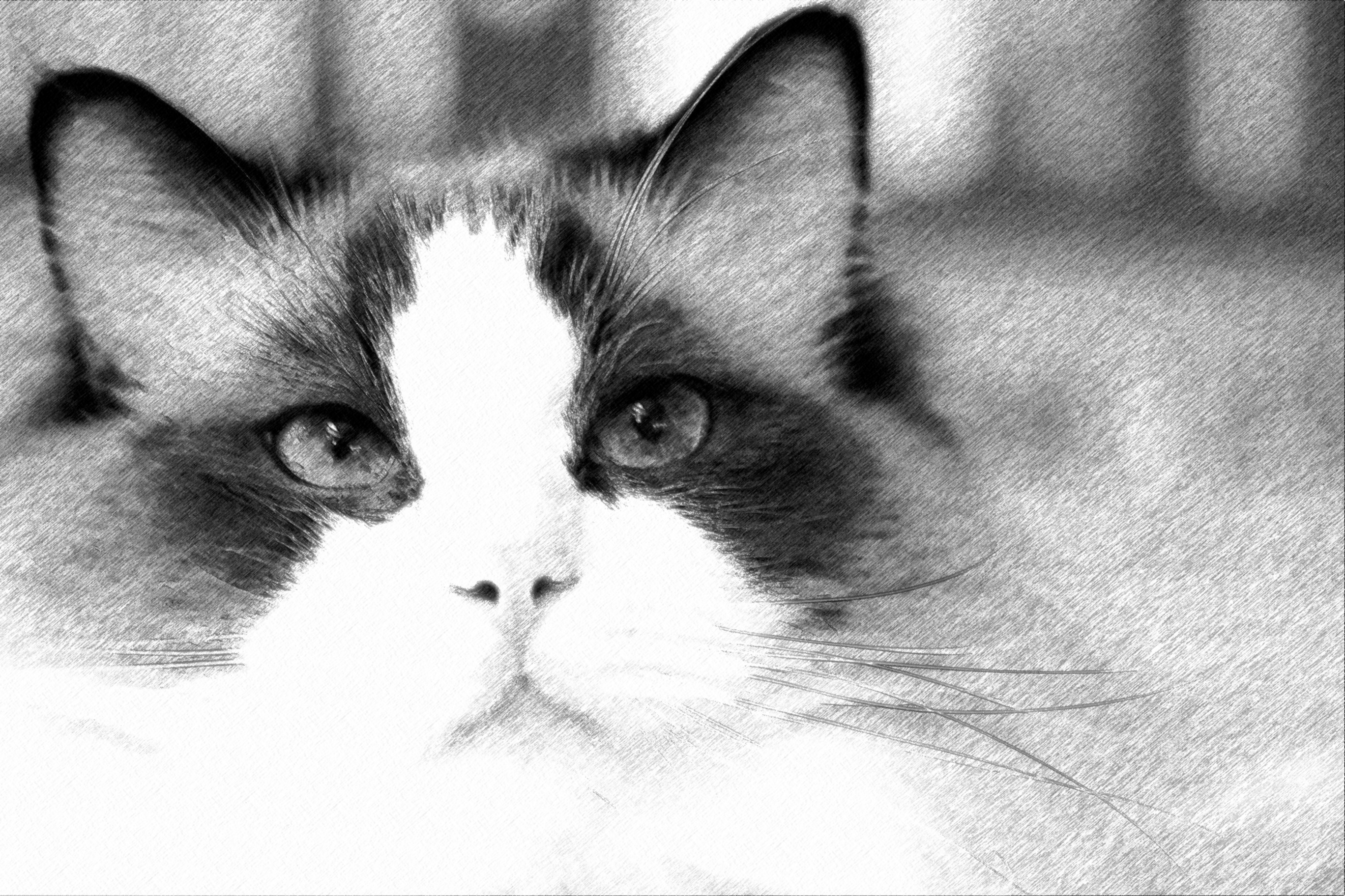 2736x1824 Ragdoll - Ragdoll Drawing