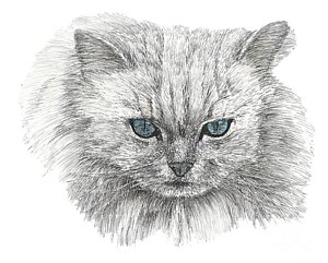 300x241 Ragdoll Cat Drawings Fine Art America - Ragdoll Drawing