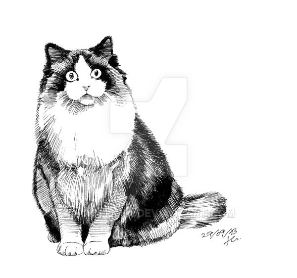 600x562 Ragdoll Cats Drawing - Ragdoll Drawing