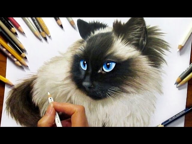 640x480 Drawing Subscribers' Pets - Ragdoll Drawing