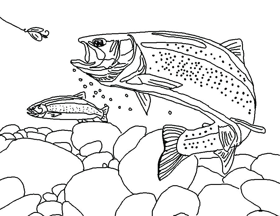 900x695 Mouche Mouche Pages A Colorier Rainbow Trout Drawing Template - Rainbow Drawing Template
