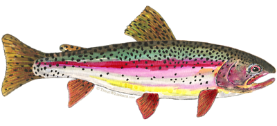 400x182 rainbow trout drawing template australia rainbow trout fish - Rainbow Drawing Template