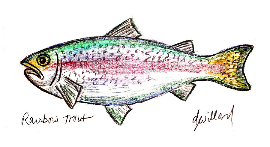 900x490 rainbow trout drawing - Rainbow Trout Drawing