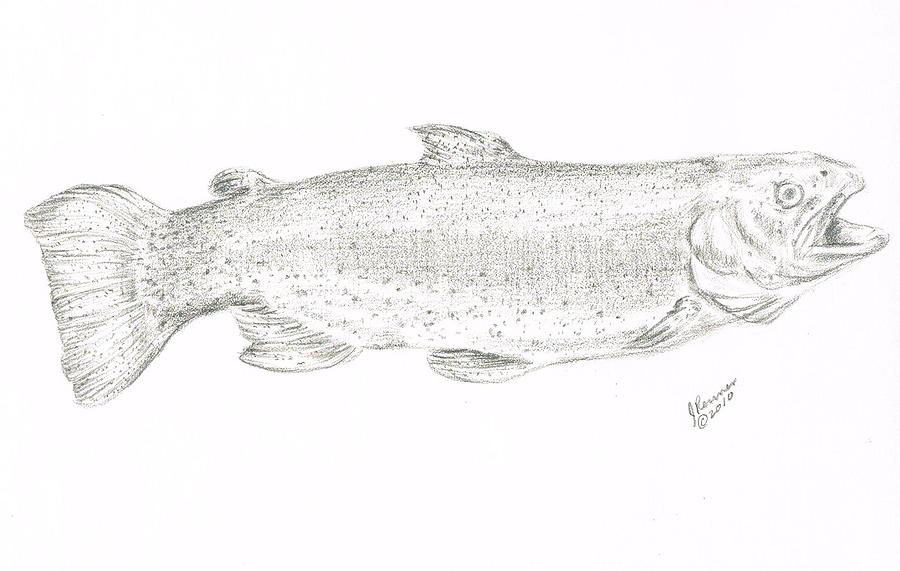 900x571 rainbow trout drawing - Rainbow Trout Drawing