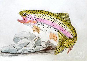 300x209 rainbow trout drawings fine art america - Rainbow Trout Drawing