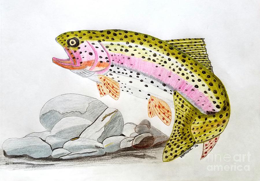 900x626 rainbow trout in colored pencil drawing - Rainbow Trout Drawing