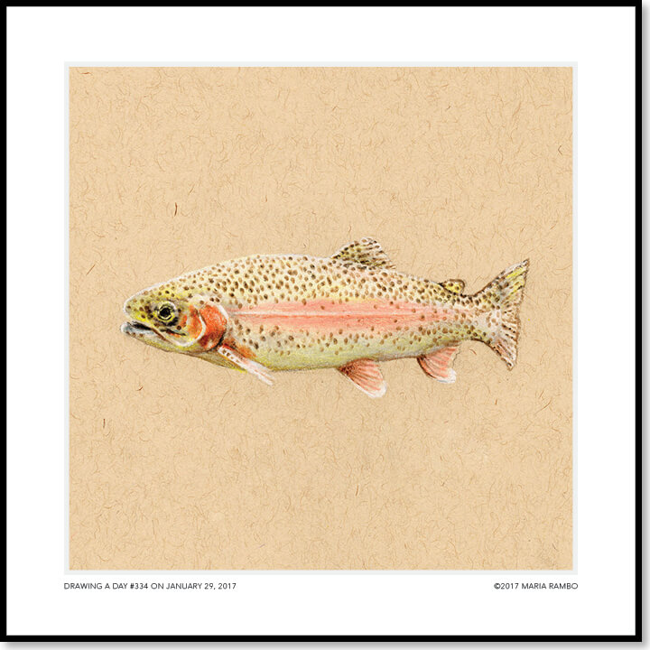 Rainbow Trout Drawing at PaintingValley.com | Explore collection of ...