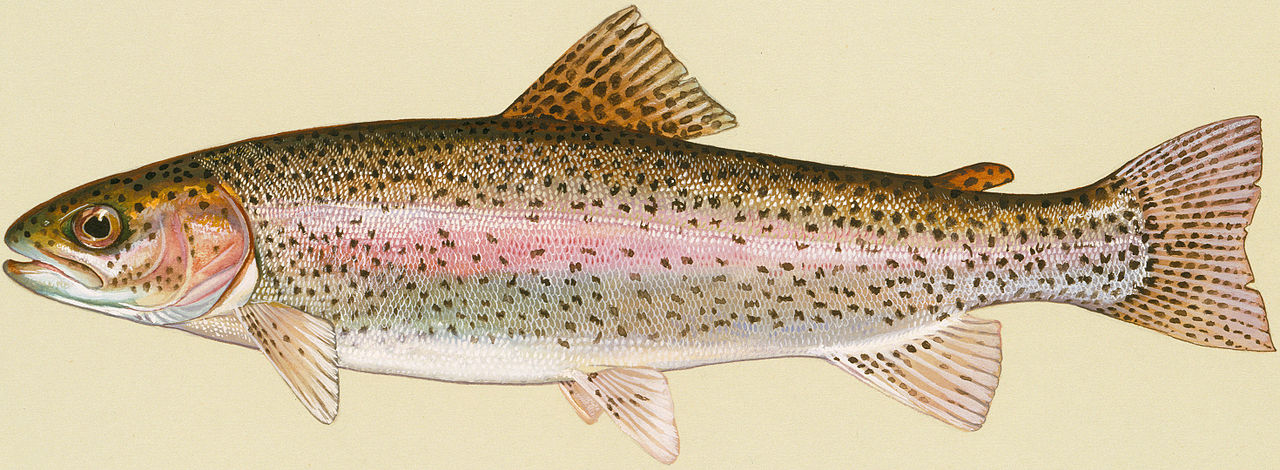 1280x470 filerainbow trout - Rainbow Trout Drawing