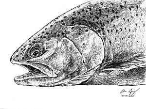 300x225 Sketch - Rainbow Trout Drawing