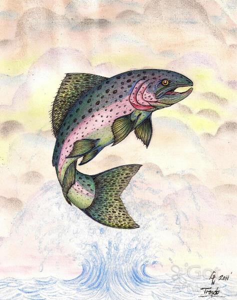 474x599 the majestic rainbow trout original drawing drawing - Rainbow Trout Drawing