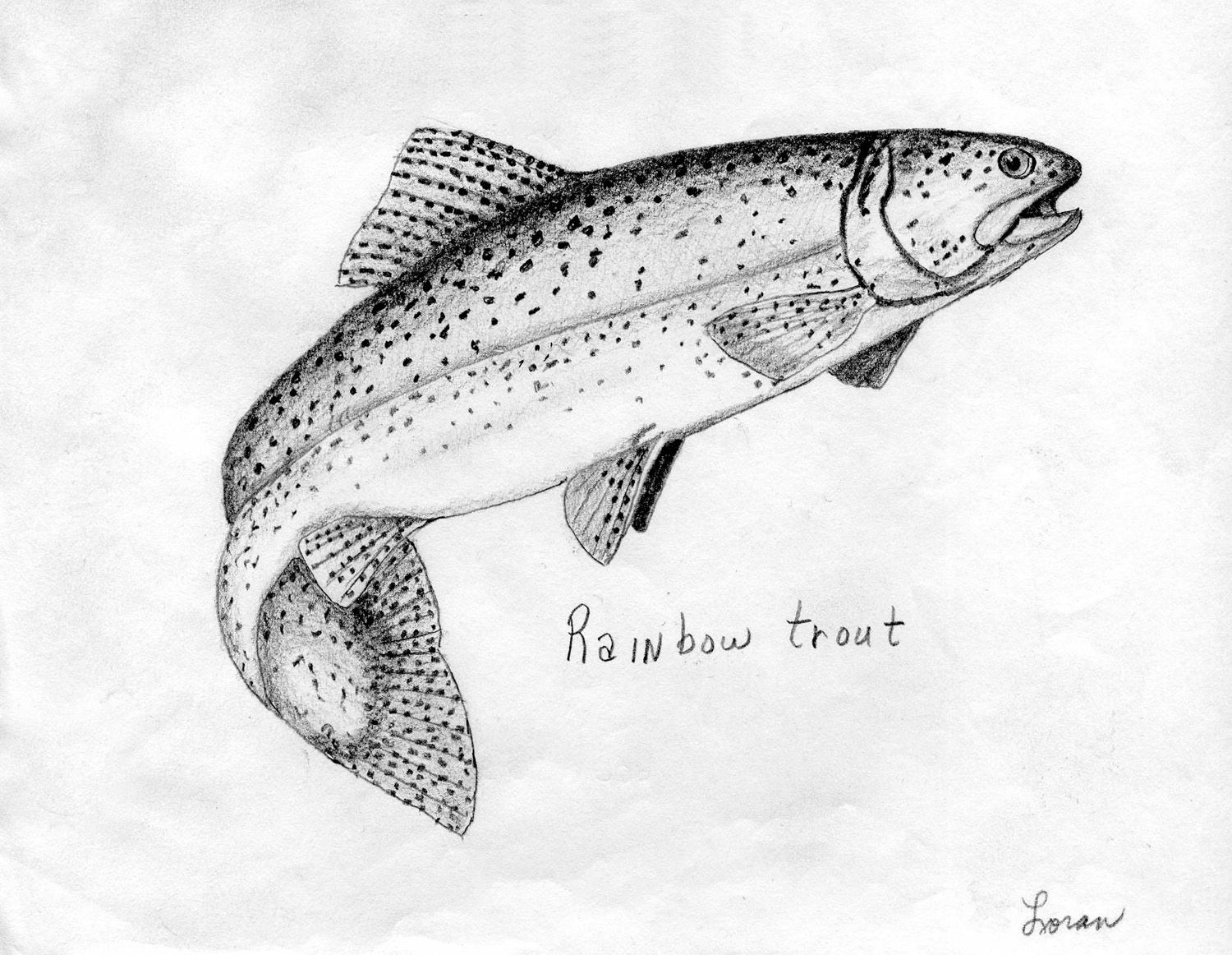 1500x1162 field drawing rainbow trout - Rainbow Trout Drawing